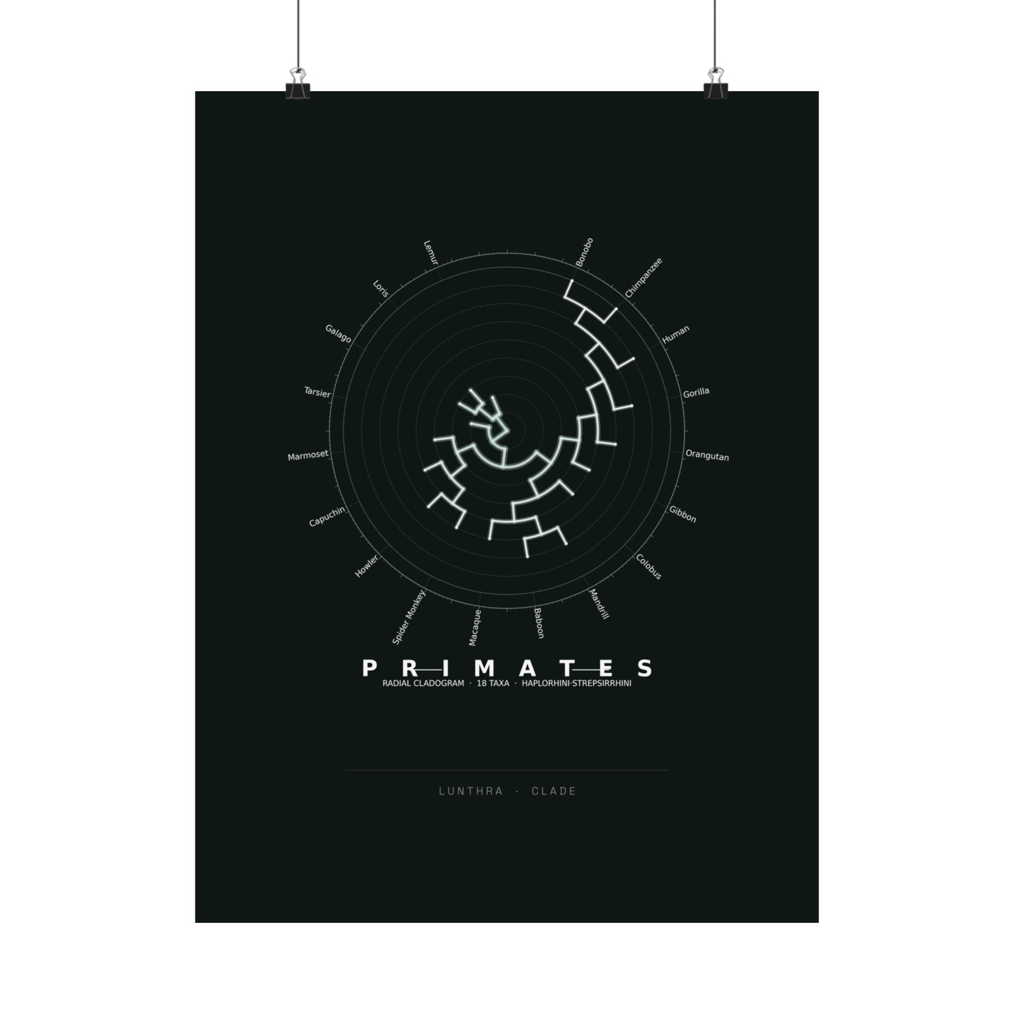 Primates Poster - Phylogeny Cladogram Art Wall Art
