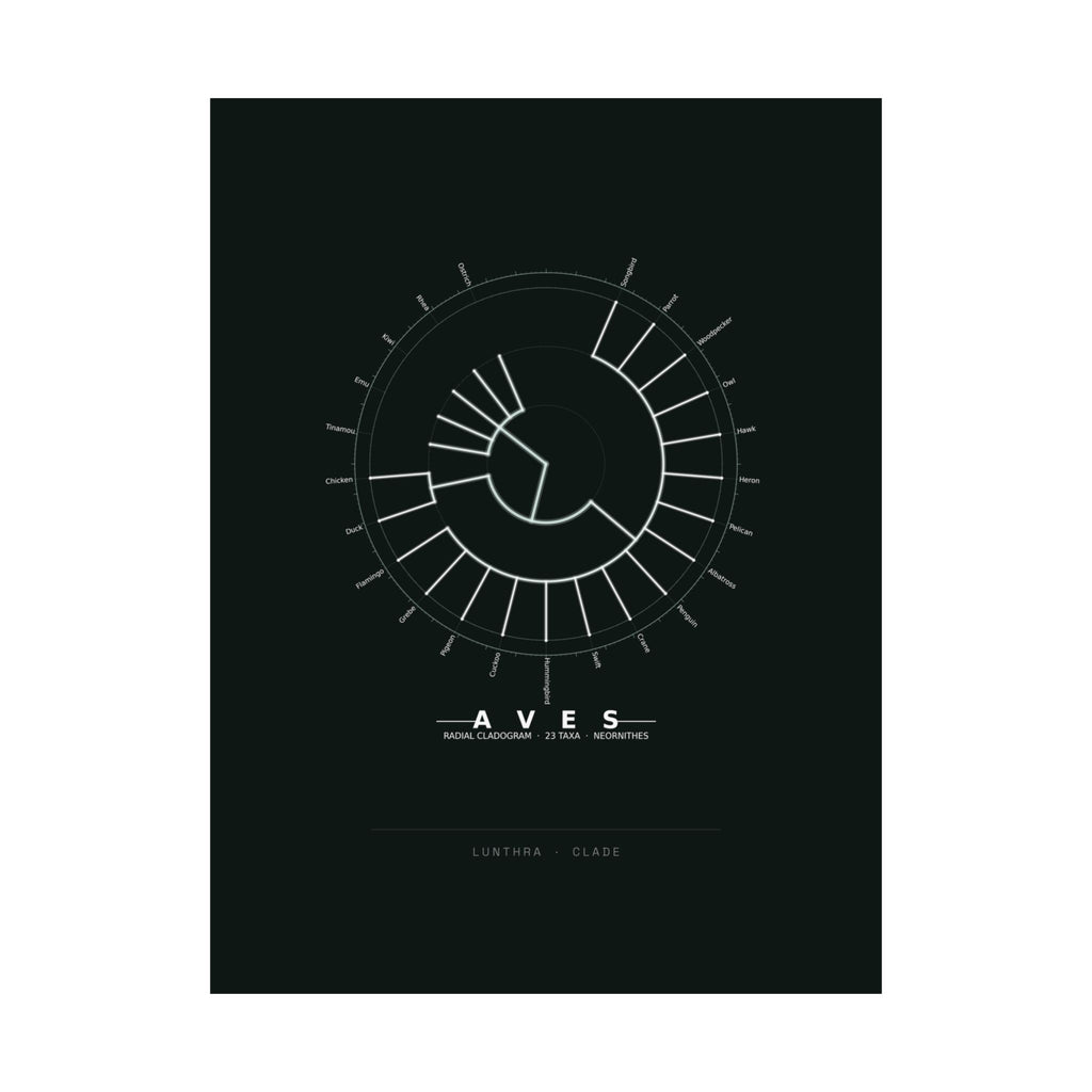 Aves Poster - Phylogeny Cladogram Art Wall Art