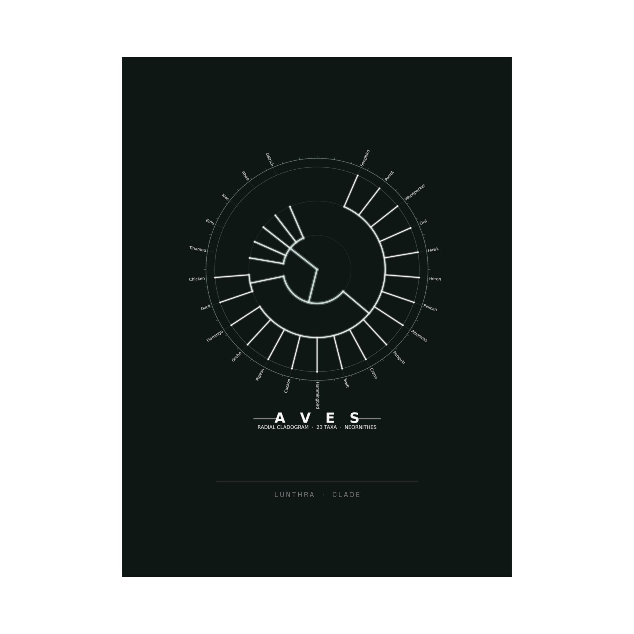 Aves Poster - Phylogeny Cladogram Art Wall Art