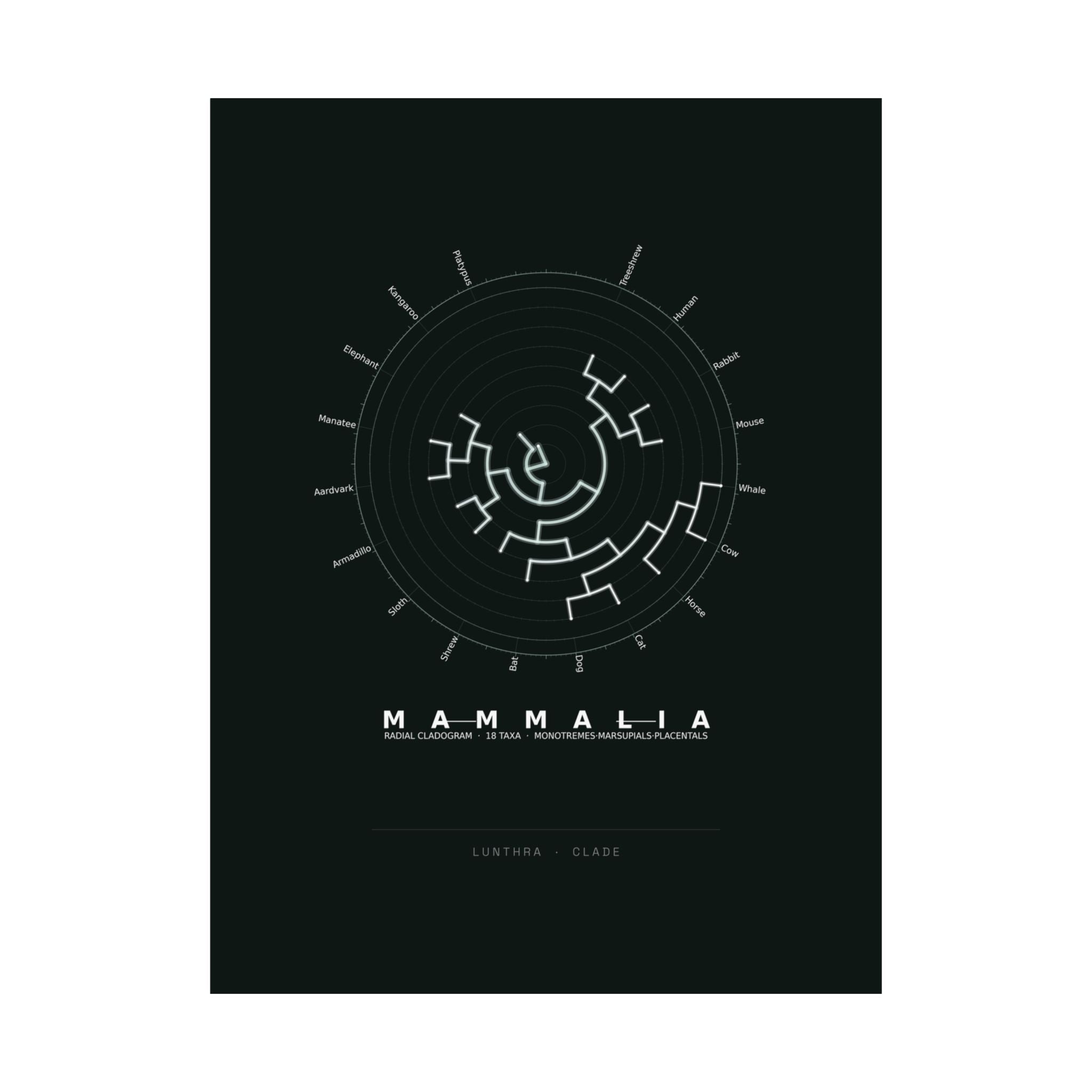 Mammalia Poster - Phylogeny Cladogram Art Wall Art