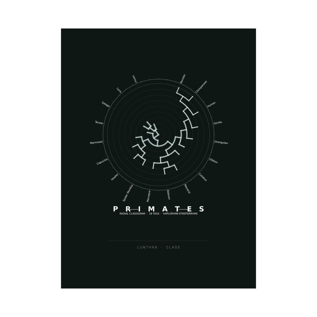 Primates Poster - Phylogeny Cladogram Art Wall Art