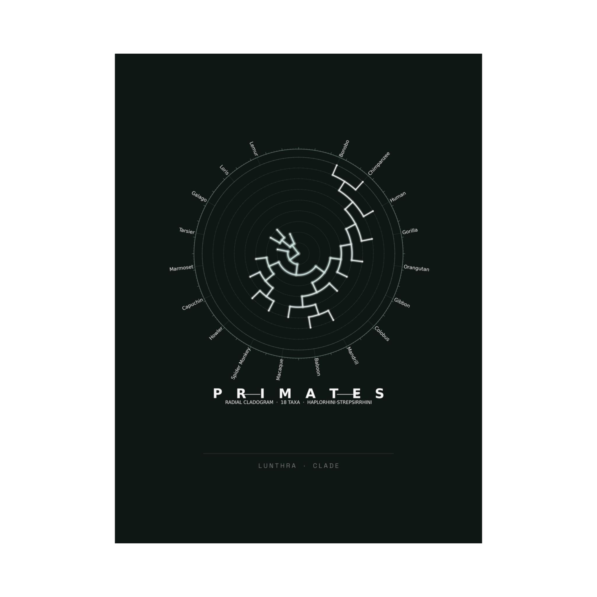 Primates Poster - Phylogeny Cladogram Art Wall Art