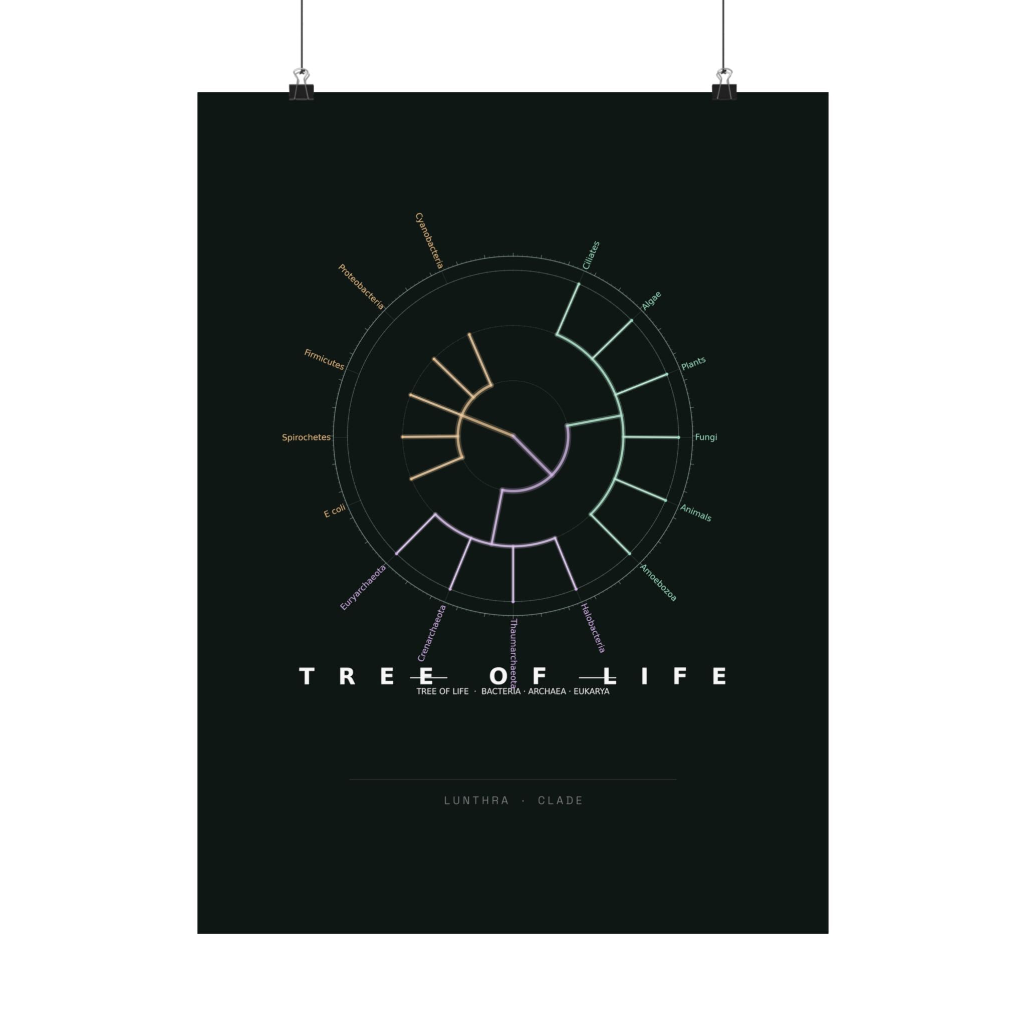 Tree of Life Poster - Phylogeny Cladogram Art Wall Art
