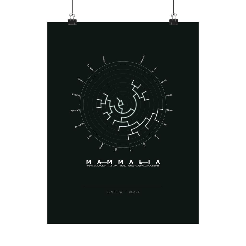 Mammalia Poster - Phylogeny Cladogram Art Wall Art