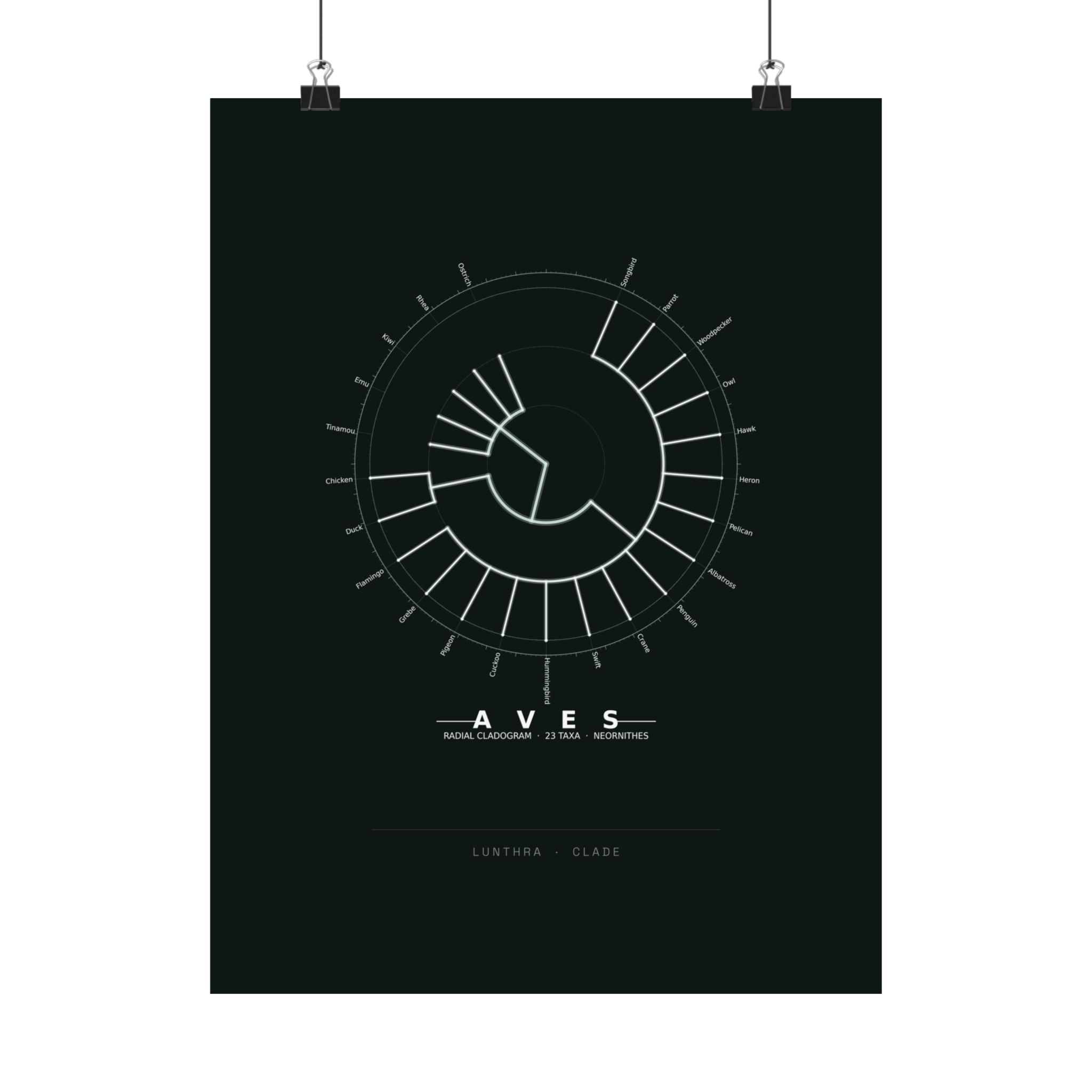 Aves Poster - Phylogeny Cladogram Art Wall Art