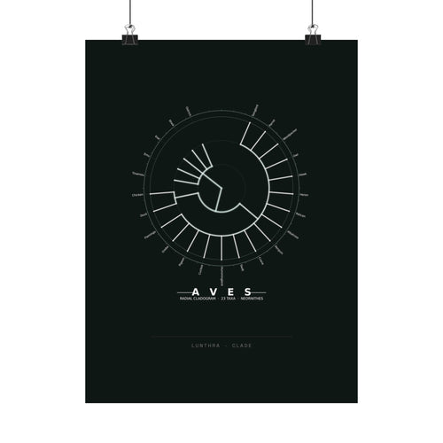 Aves Poster - Phylogeny Cladogram Art Wall Art
