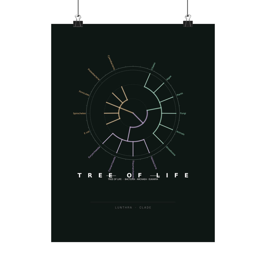 Tree of Life Poster - Phylogeny Cladogram Art Wall Art