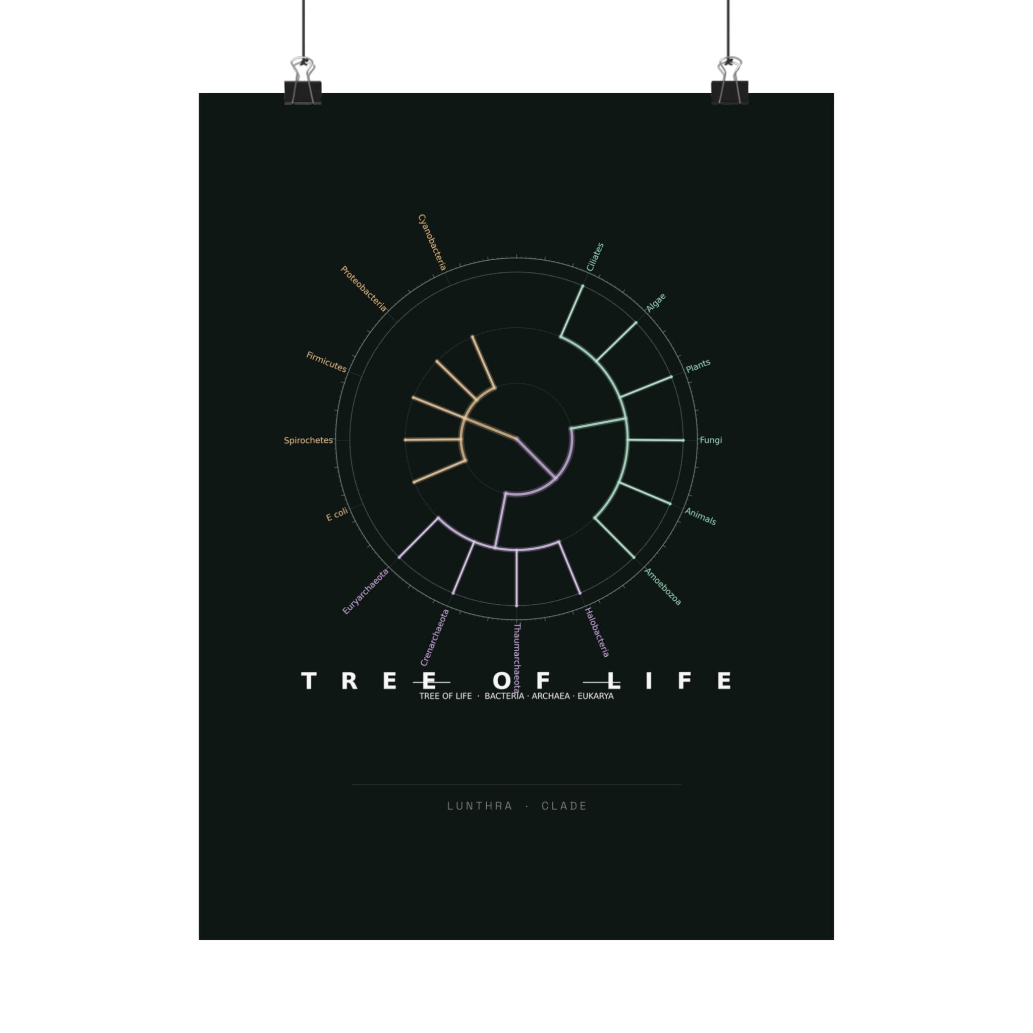 Tree of Life Poster - Phylogeny Cladogram Art Wall Art