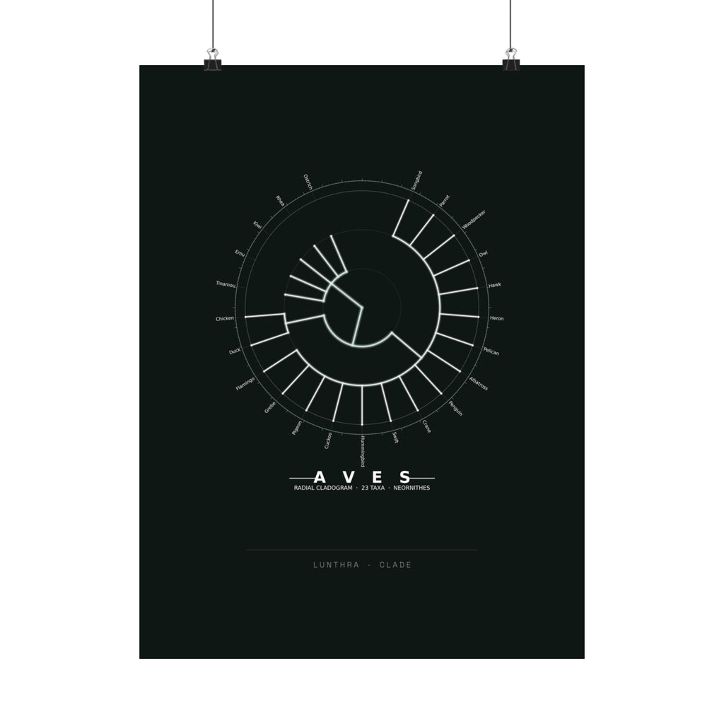 Aves Poster - Phylogeny Cladogram Art Wall Art