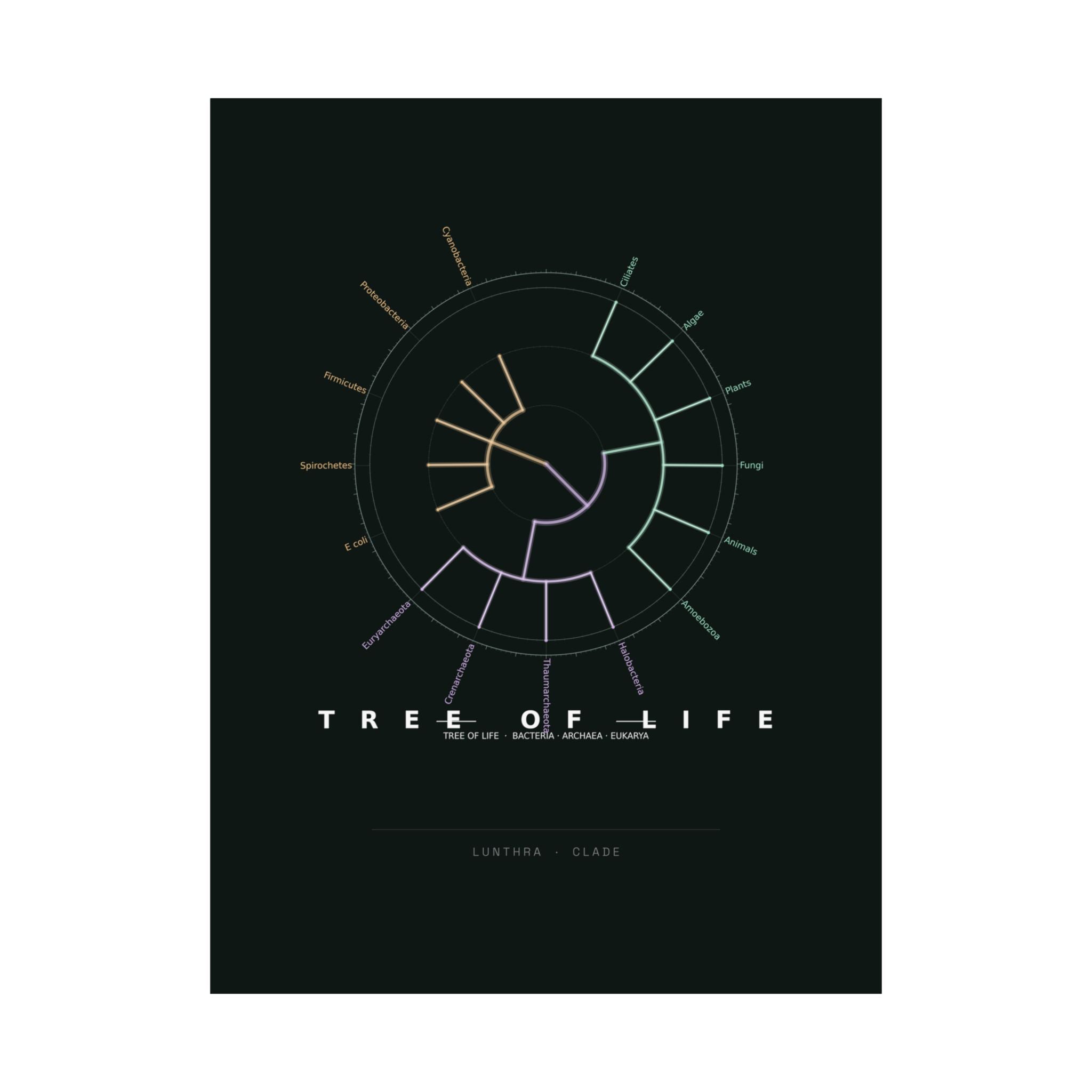 Tree of Life Poster - Phylogeny Cladogram Art Wall Art