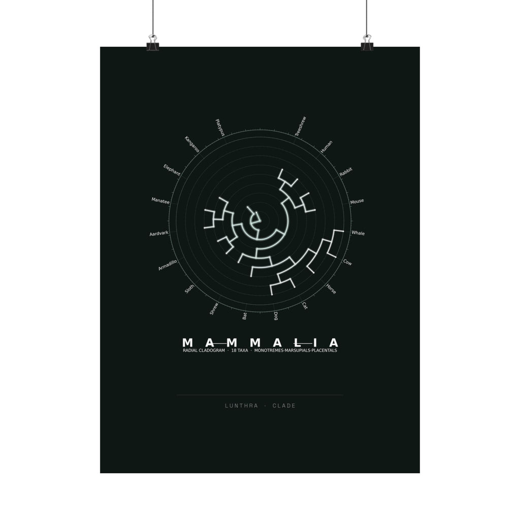 Mammalia Poster - Phylogeny Cladogram Art Wall Art