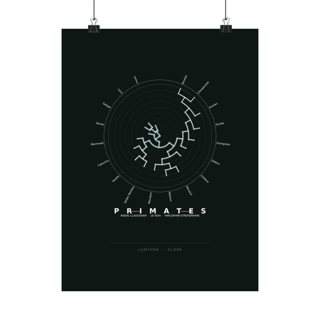 Primates Poster - Phylogeny Cladogram Art Wall Art